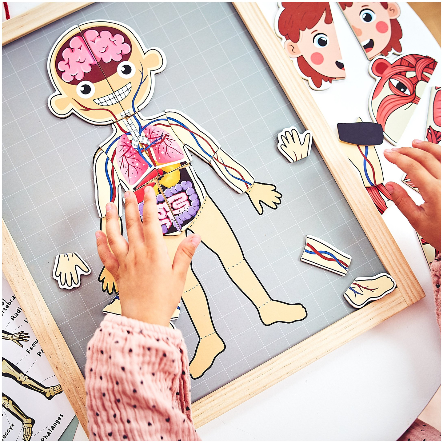 Puzzles magnéticos - Aprendiendo anatomía - Cuerpo humano