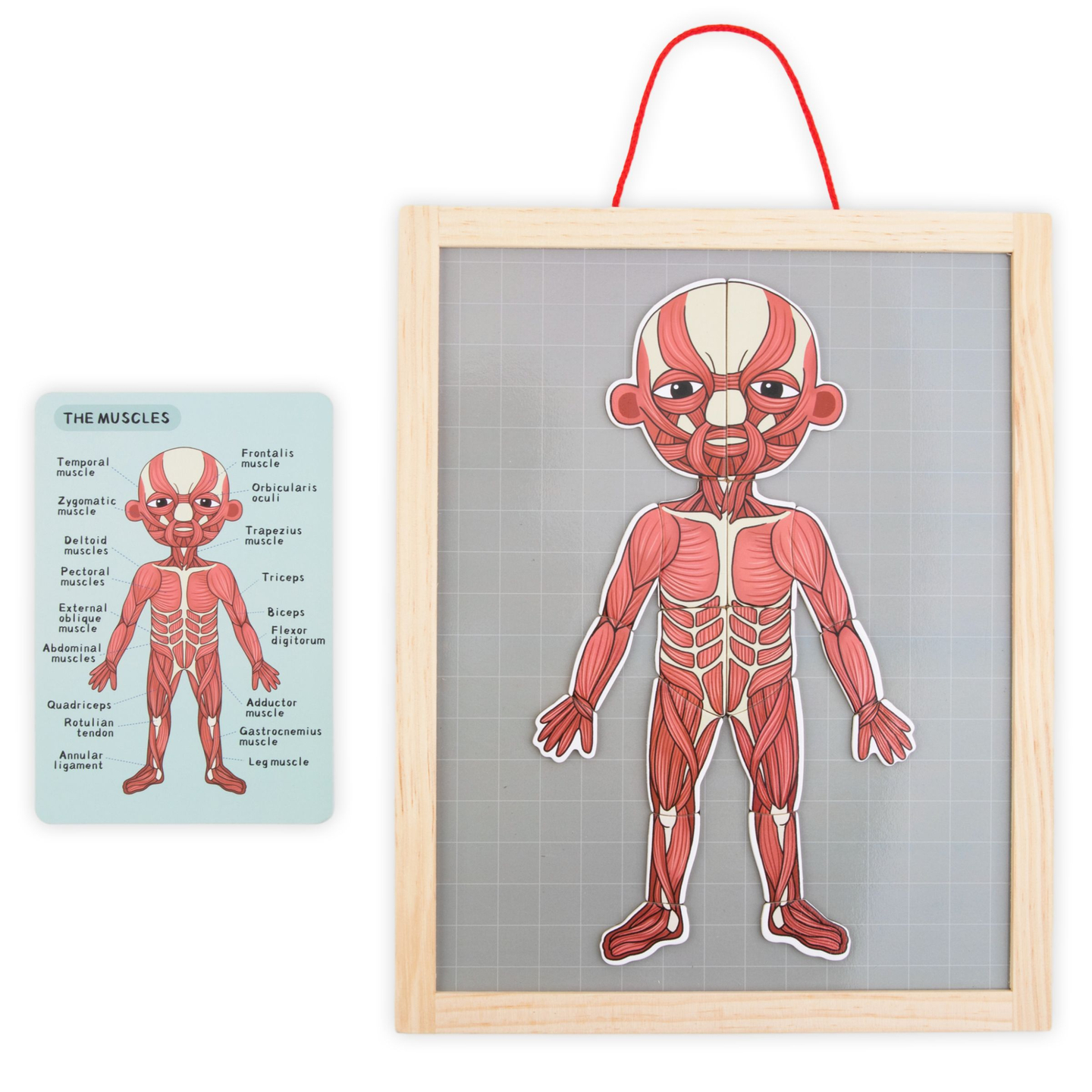 Puzzles magnéticos - Aprendiendo anatomía - Cuerpo humano