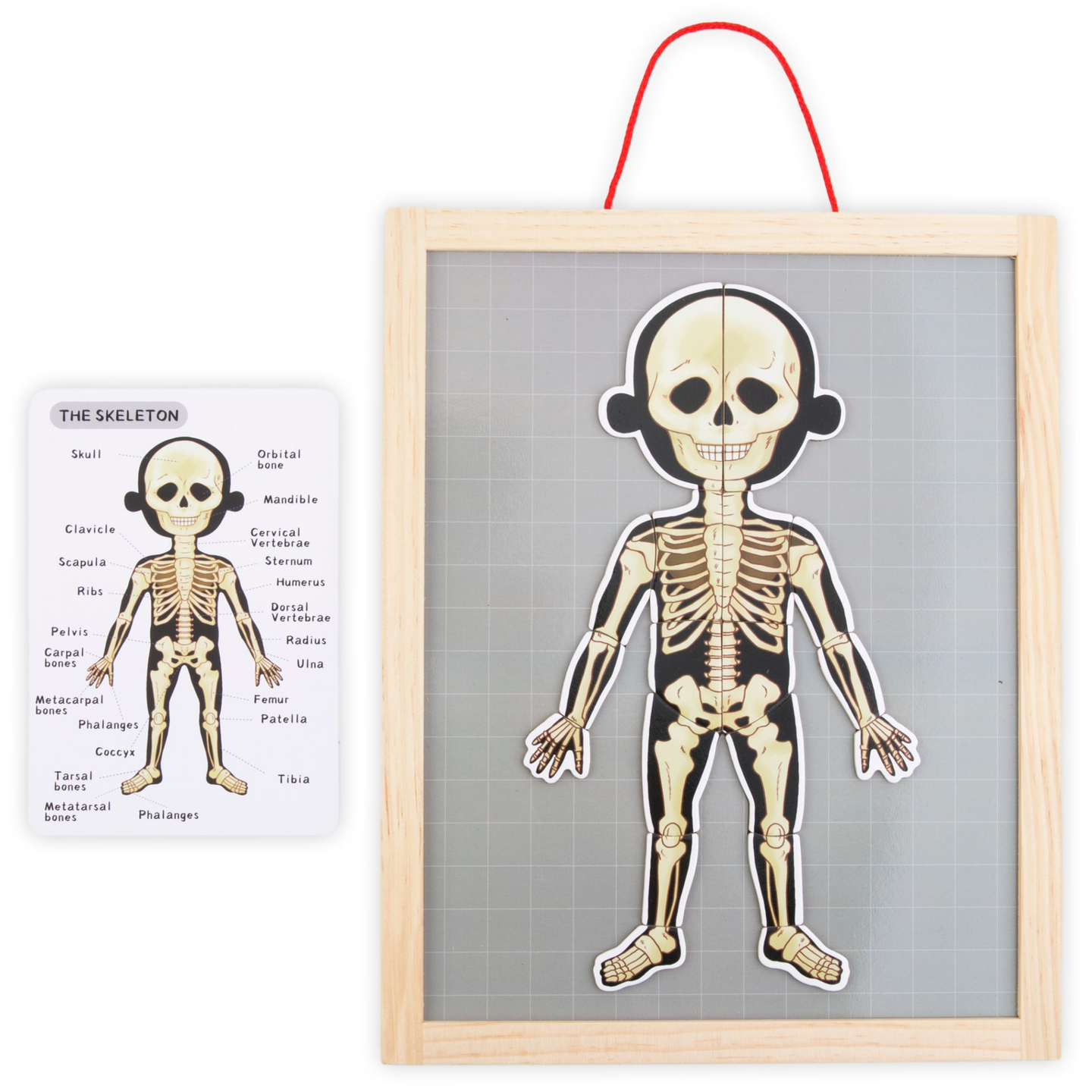 Puzzles magnéticos - Aprendiendo anatomía - Cuerpo humano