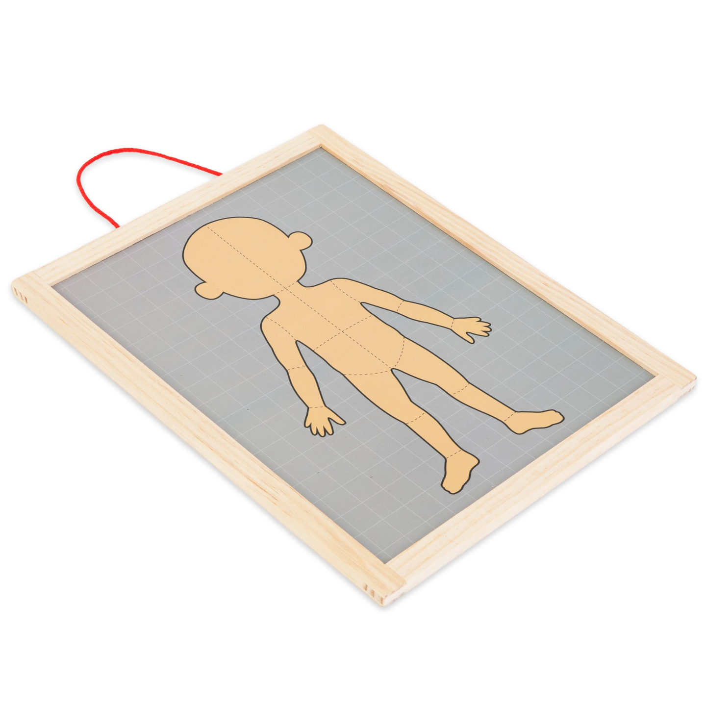 Puzzles magnéticos - Aprendiendo anatomía - Cuerpo humano