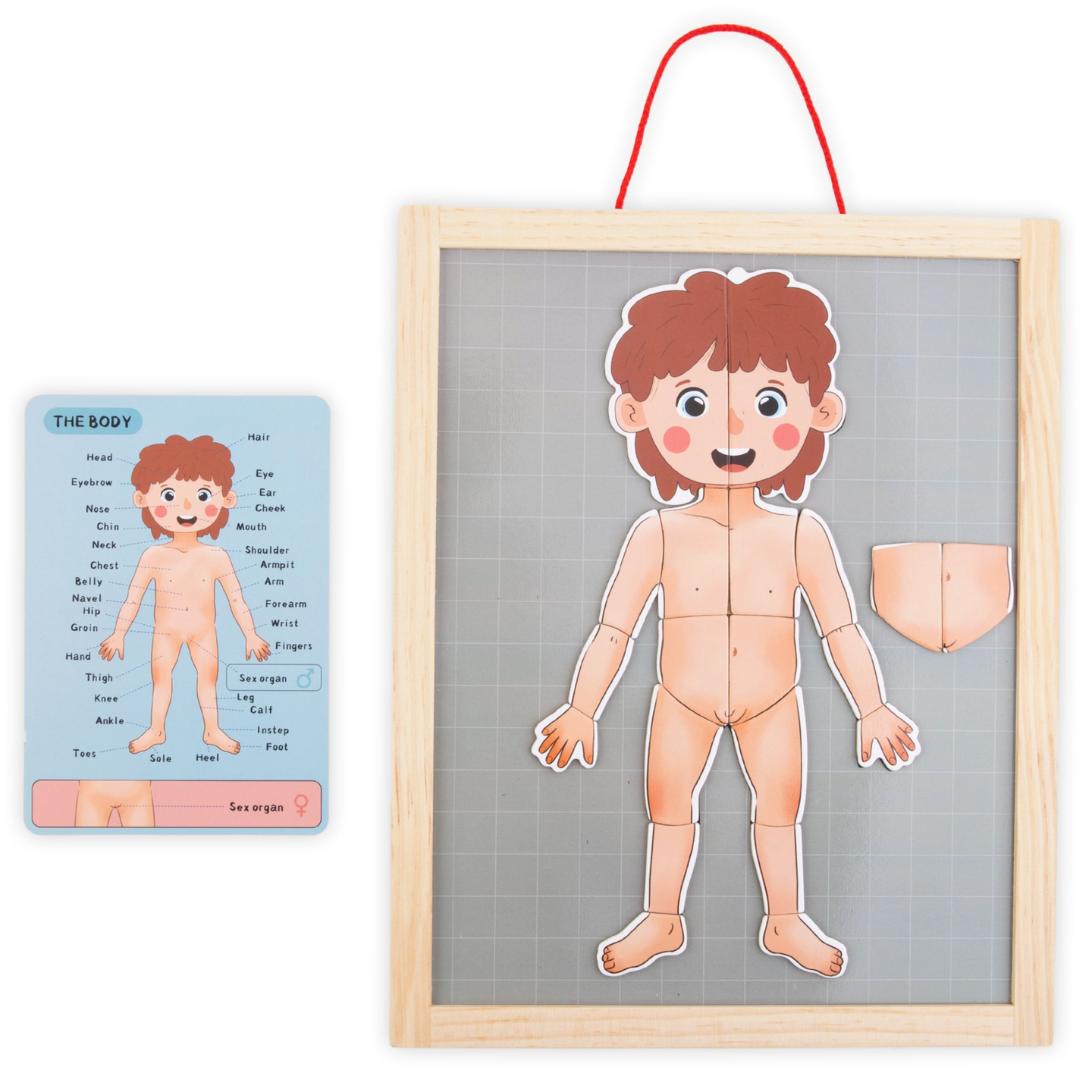 Puzzles magnéticos - Aprendiendo anatomía - Cuerpo humano