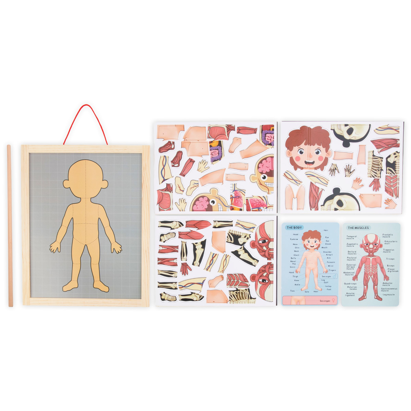 Puzzles magnéticos - Aprendiendo anatomía - Cuerpo humano