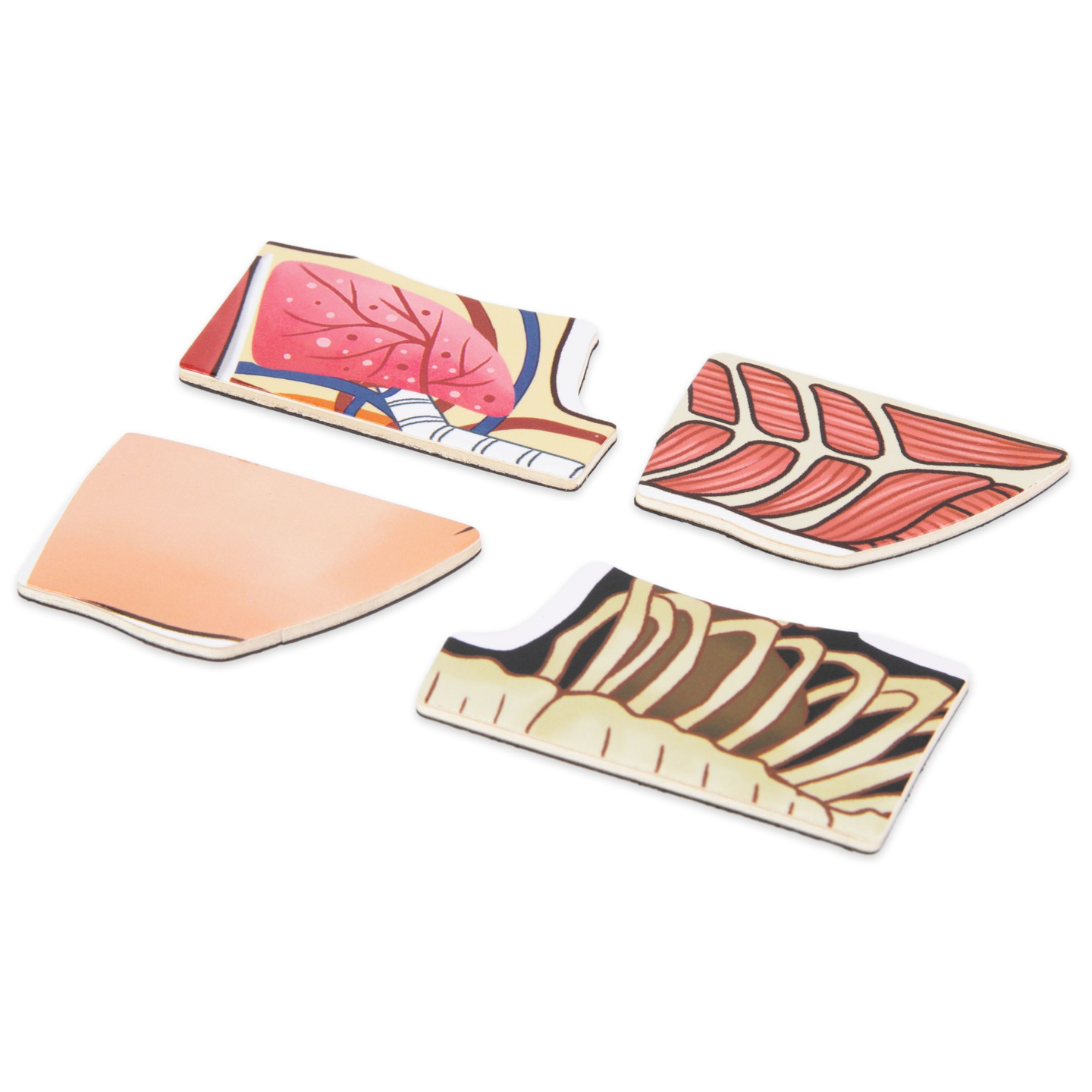 Puzzles magnéticos - Aprendiendo anatomía - Cuerpo humano