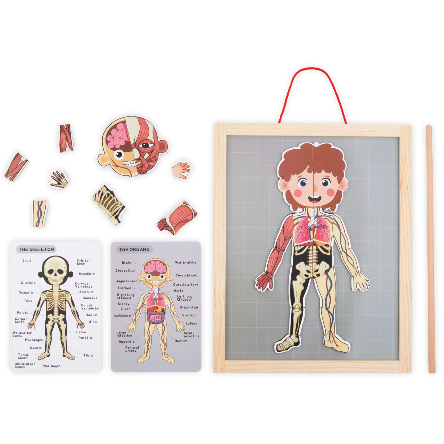 Puzzles magnéticos - Aprendiendo anatomía - Cuerpo humano