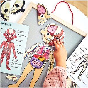 Puzzles magnéticos - Aprendiendo anatomía - Cuerpo humano