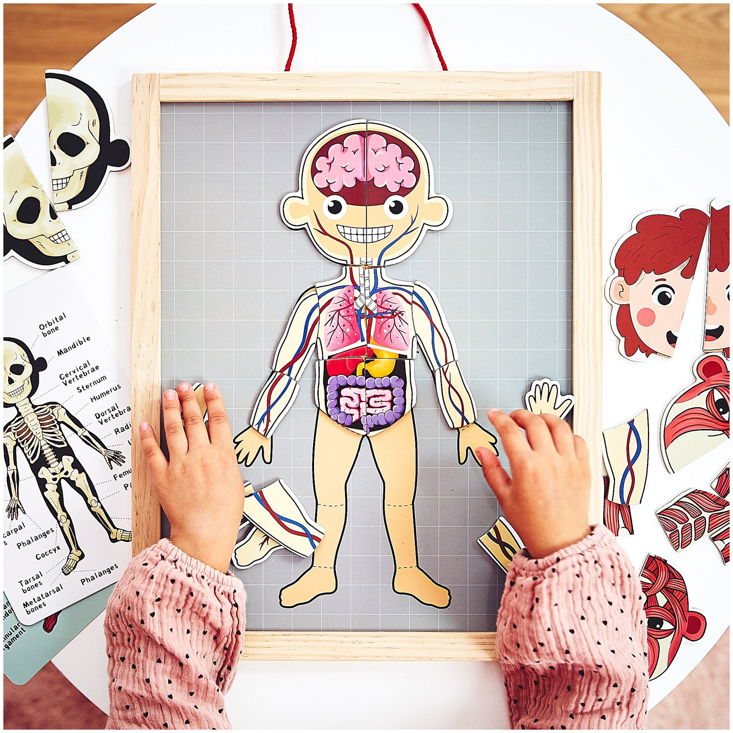 Puzzles magnéticos - Aprendiendo anatomía - Cuerpo humano