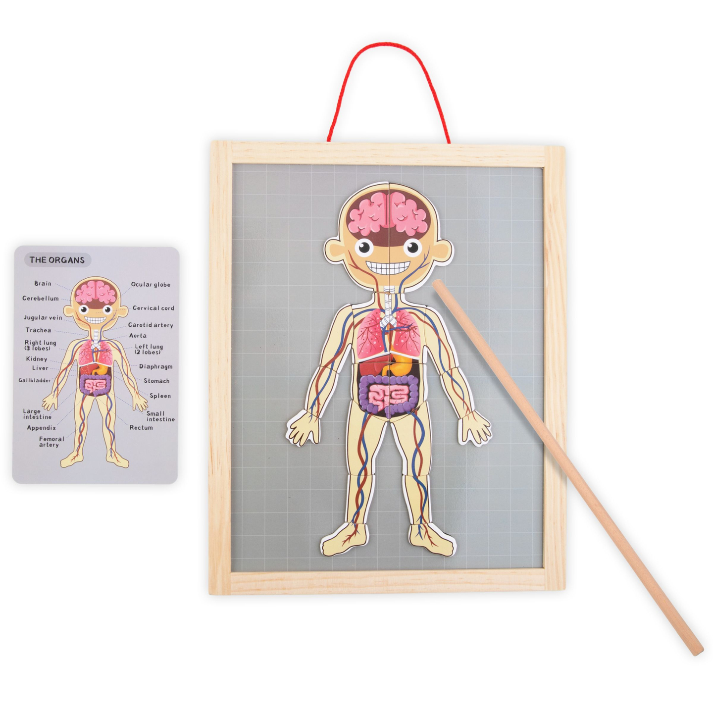 Puzzles magnéticos - Aprendiendo anatomía - Cuerpo humano